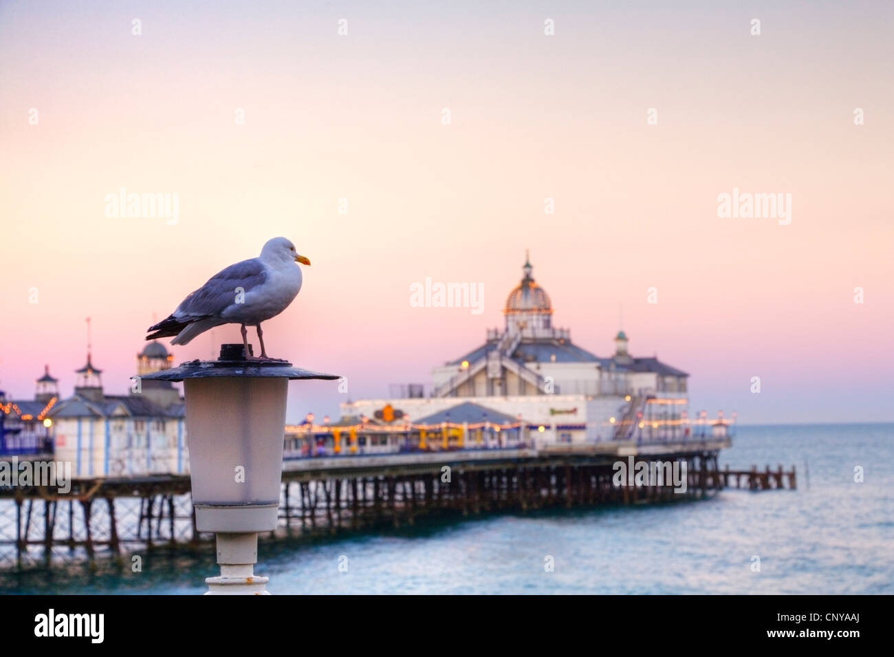 Un gabbiano appollaiato su una lampada posta sul lato anteriore di Eastbourne Pier, East Sussex, Inghilterra, l'Europa. Focus su seagull. Foto Stock