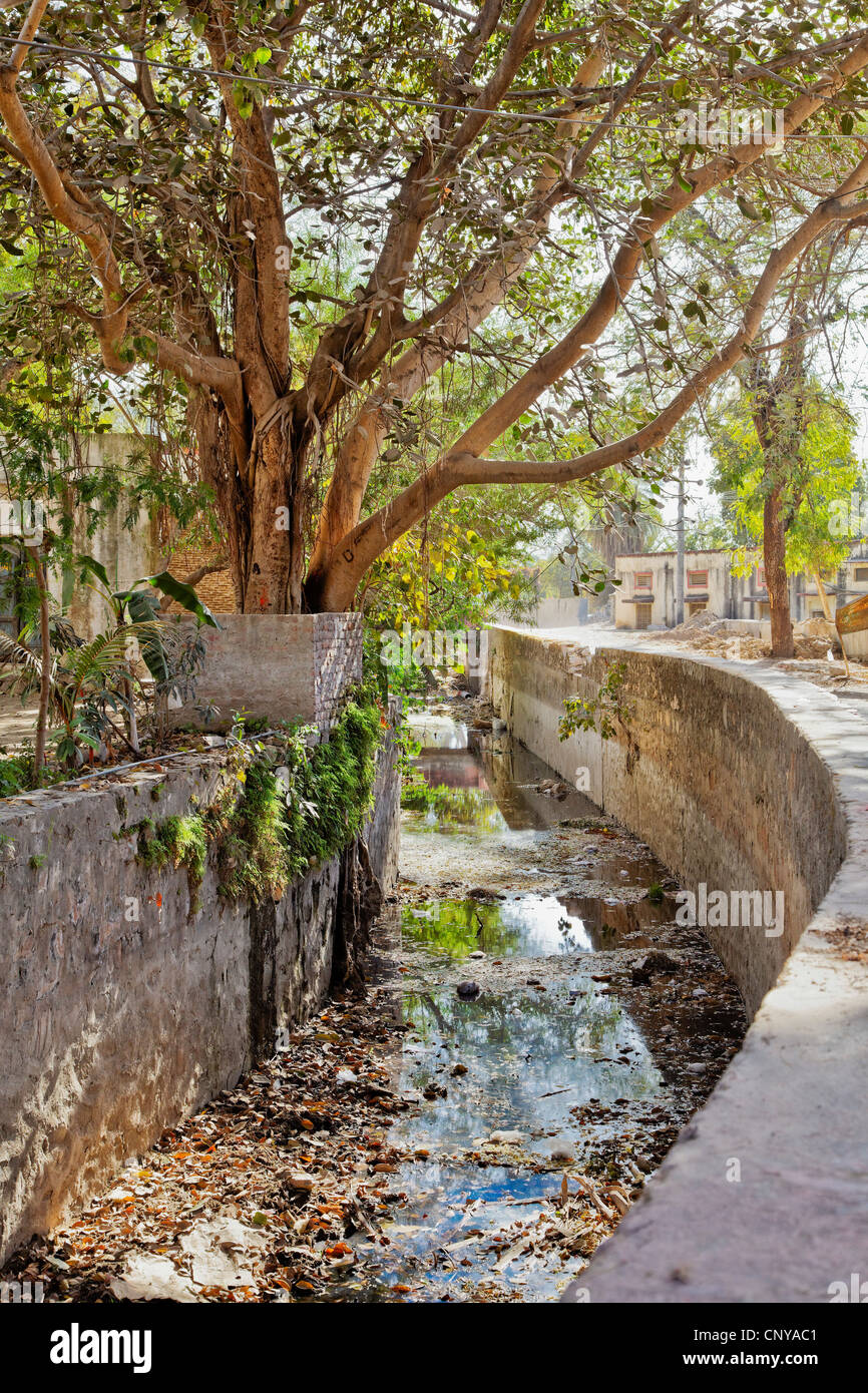 Aprire il fossato al Shri Nathji Mandir Rajasthan, India, stile di vita indiano dove i flussi di rifiuti apertamente attraverso aree pubbliche Foto Stock