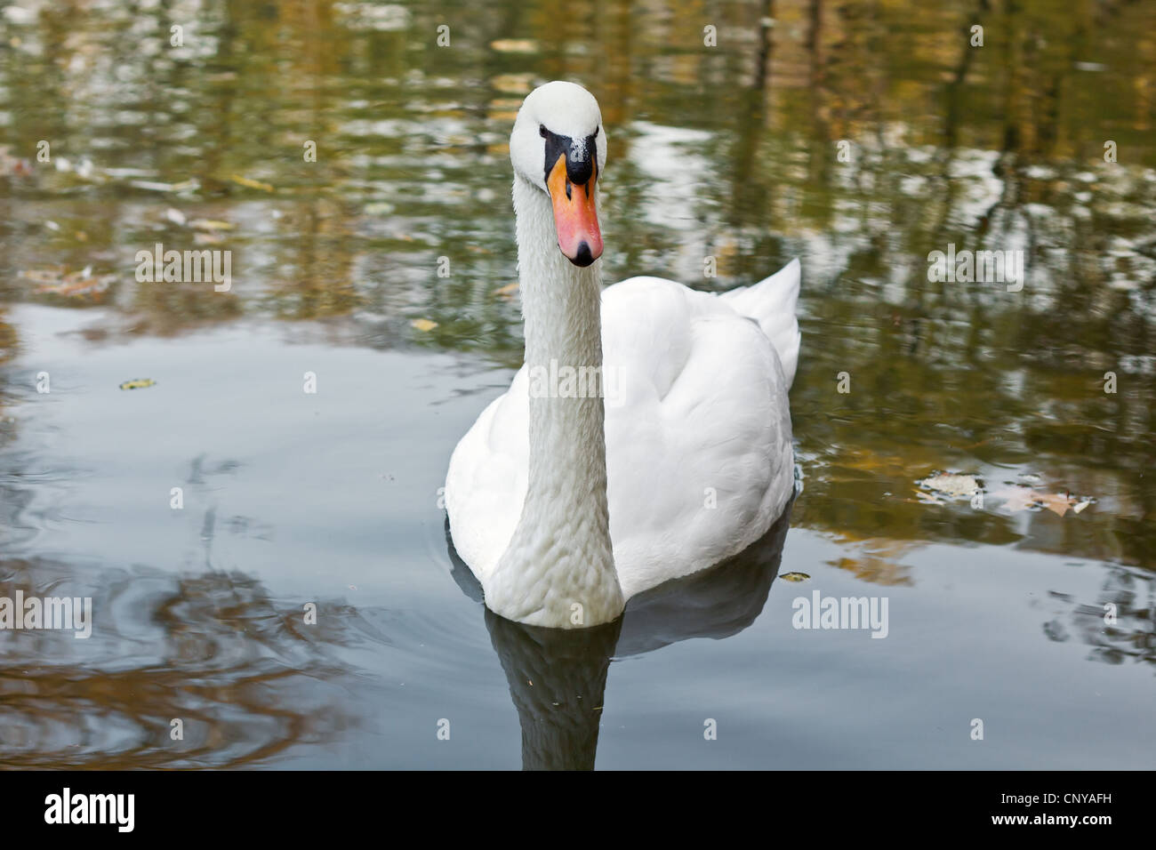 Closeup fotografia di bellissimo cigno bianco sul lago in autunno, inquadratura orizzontale Foto Stock