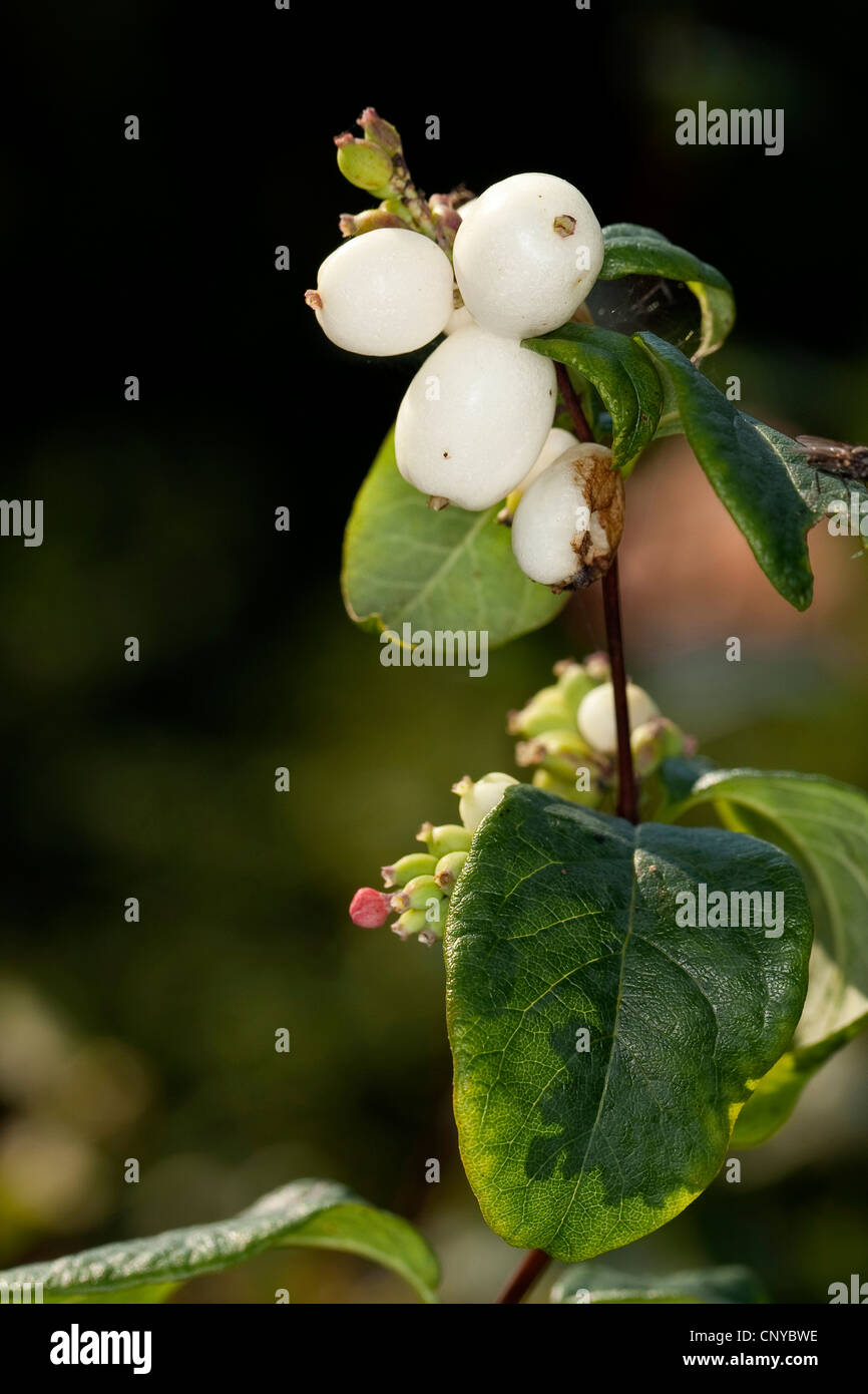 Snowberry comune, waxberry (Symphoricarpos albus, Symphoricarpos racemosus), il ramo con frutti, Germania Foto Stock