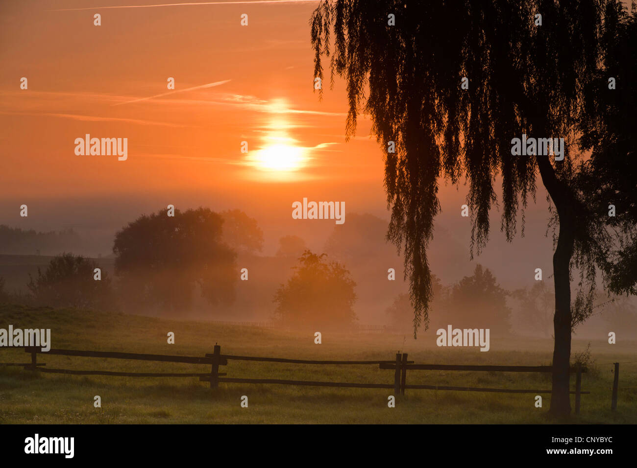 Nebbia di mattina oltre il paesaggio culturale e alberi, in Germania, in Sassonia, Vogtland, Vogtlaendische Schweiz Foto Stock