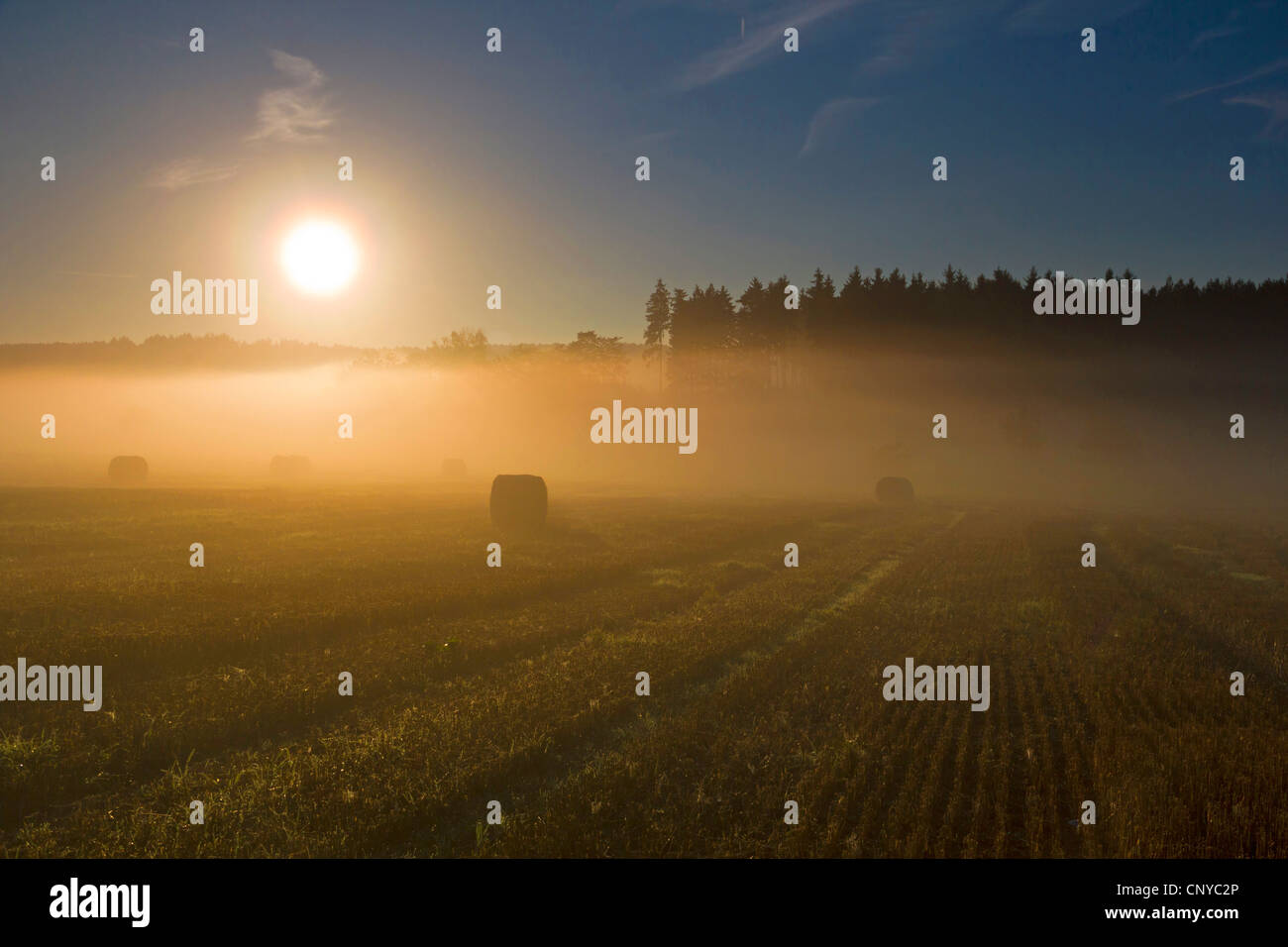 Balle di paglia su un campo nella nebbia mattutina e sunris, in Germania, in Sassonia, Vogtland, Vogtlaendische Schweiz Foto Stock