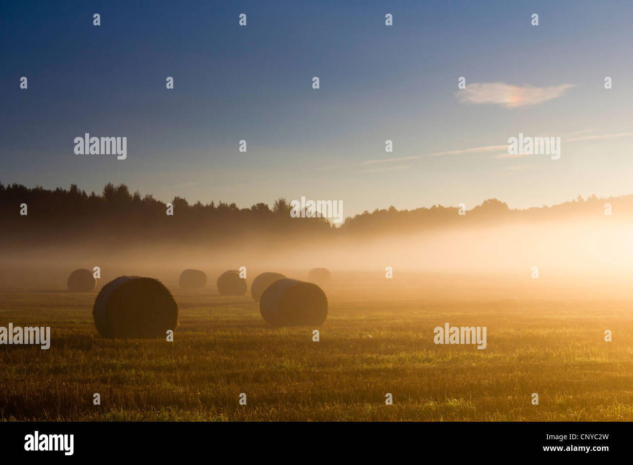 Balle di paglia su un campo nella nebbia mattutina e sunris, in Germania, in Sassonia, Vogtland, Vogtlaendische Schweiz Foto Stock