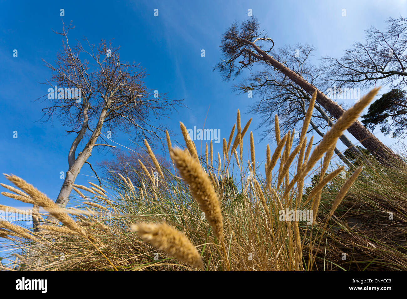 Spiaggia di erba, beachgrass europea, marram erba, psamma, sabbia di mare-reed (Ammophila arenaria), su una diga con alberi, Germania, Meclemburgo-Pomerania, Darss, Prerow Foto Stock
