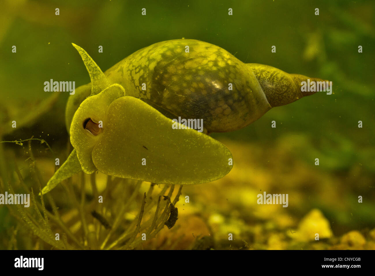 Grande stagno lumaca (Lymnaea stagnalis), reticolo e alghe di alimentazione da una lastra di vetro Foto Stock
