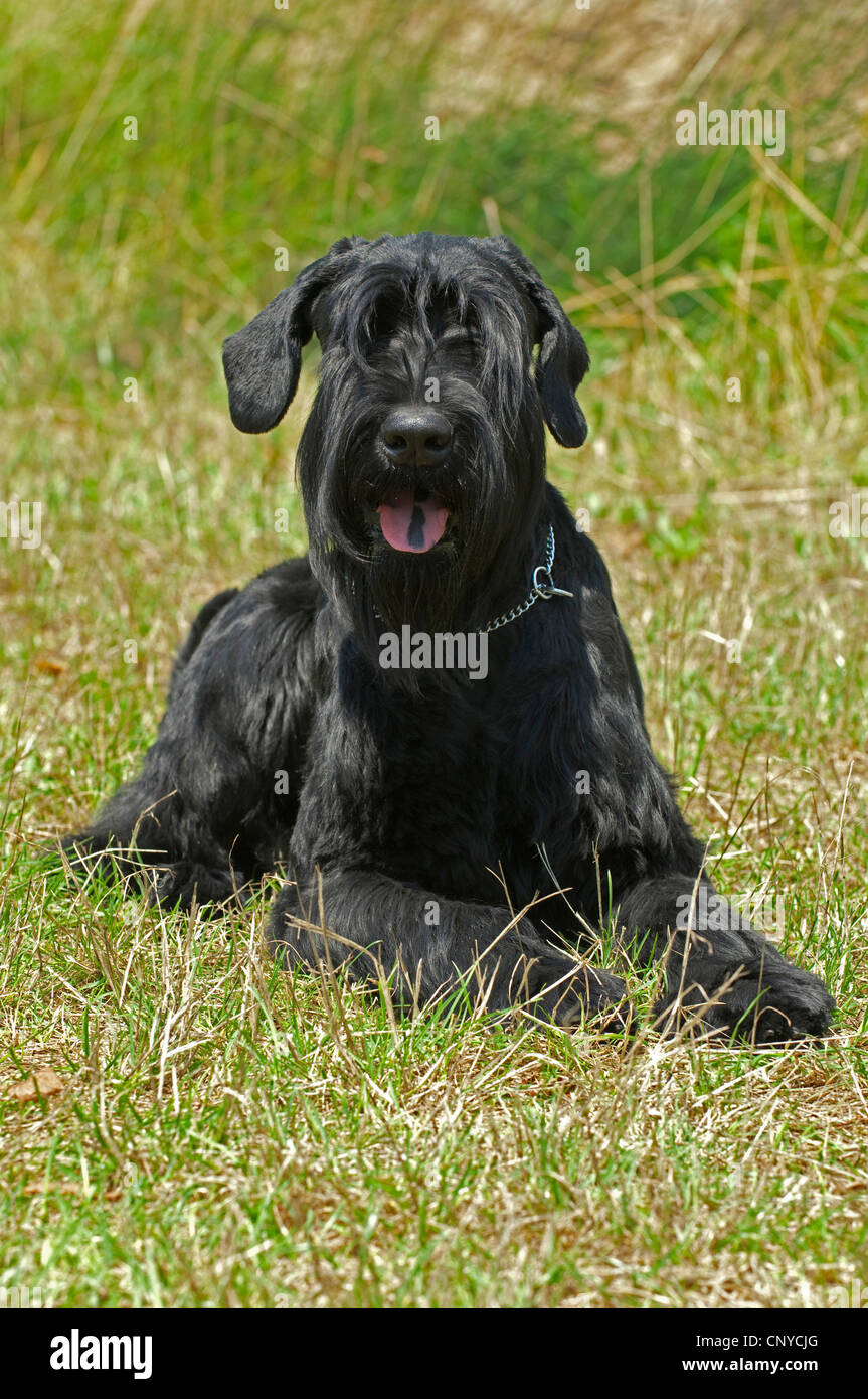 Schnauzer gigante (Canis lupus f. familiaris), giacente in Prato Foto Stock