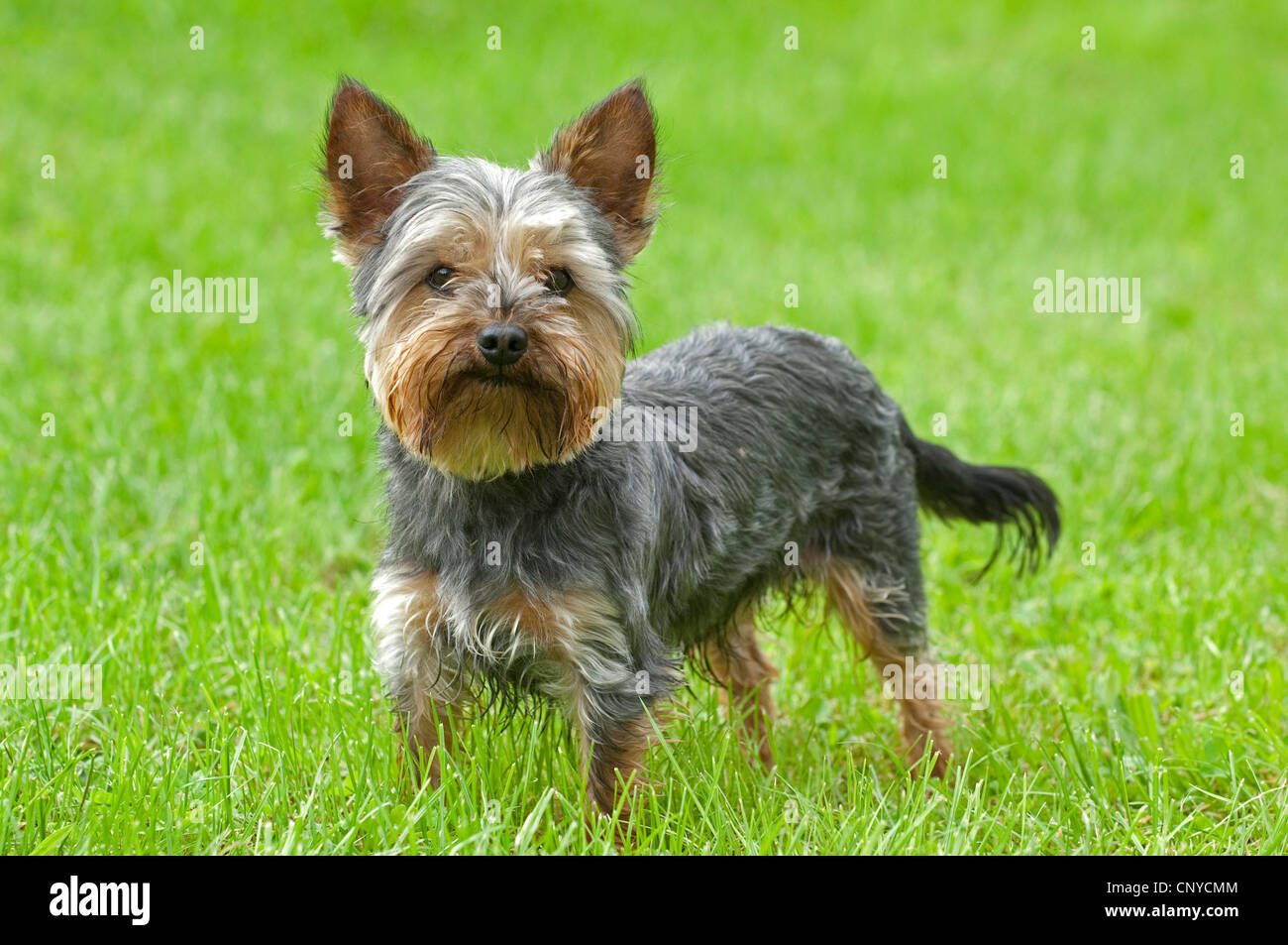 Yorkshire Terrier (Canis lupus f. familiaris), eretta in Prato Foto Stock