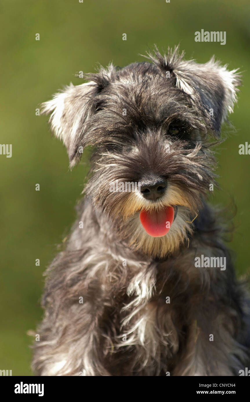 Miniatura Schnauzer (Canis lupus f. familiaris), ritratto Foto Stock