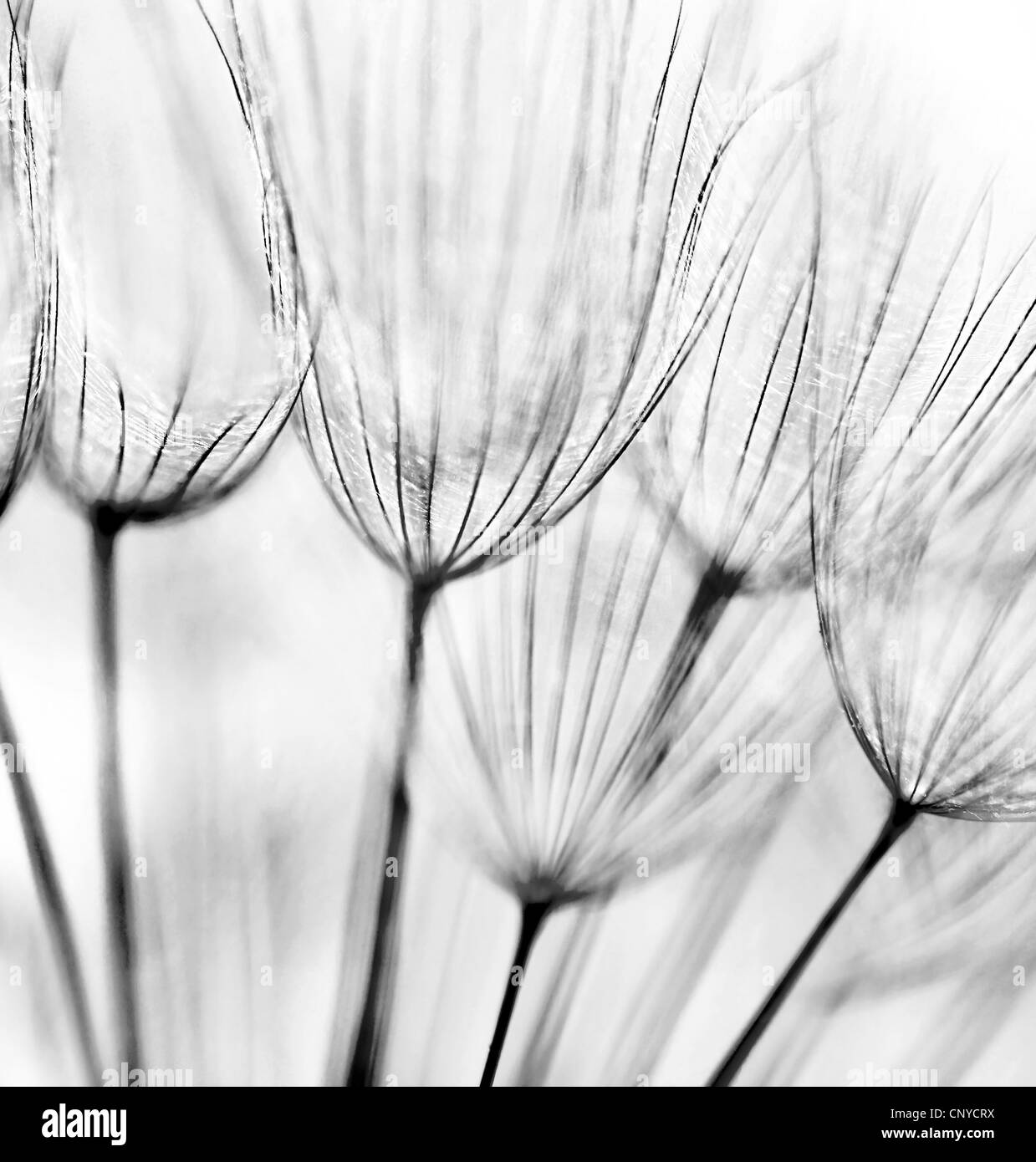 In bianco e nero di tarassaco astratta sfondo floreale, extreme closeup con soft focus Foto Stock