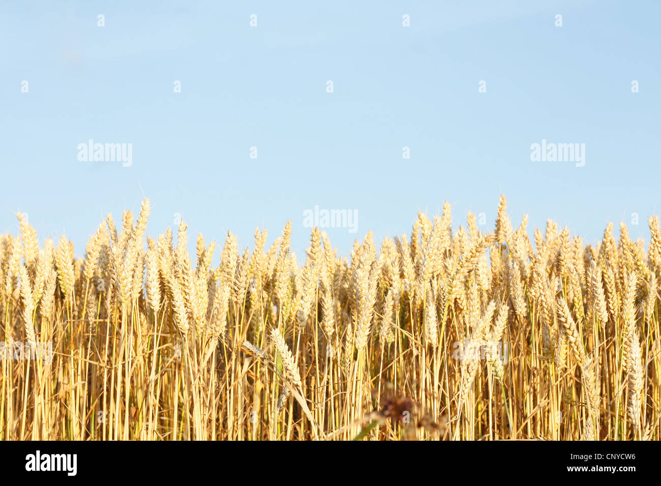 Un bellissimo campo di mais in una linea Foto Stock