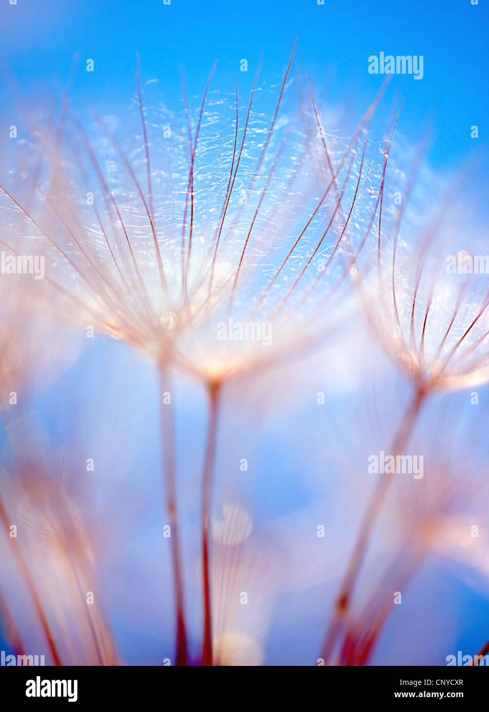 Abstract tarassaco fiore blu su sfondo cielo, extreme closeup con soft focus, bella primavera la natura dettagli Foto Stock