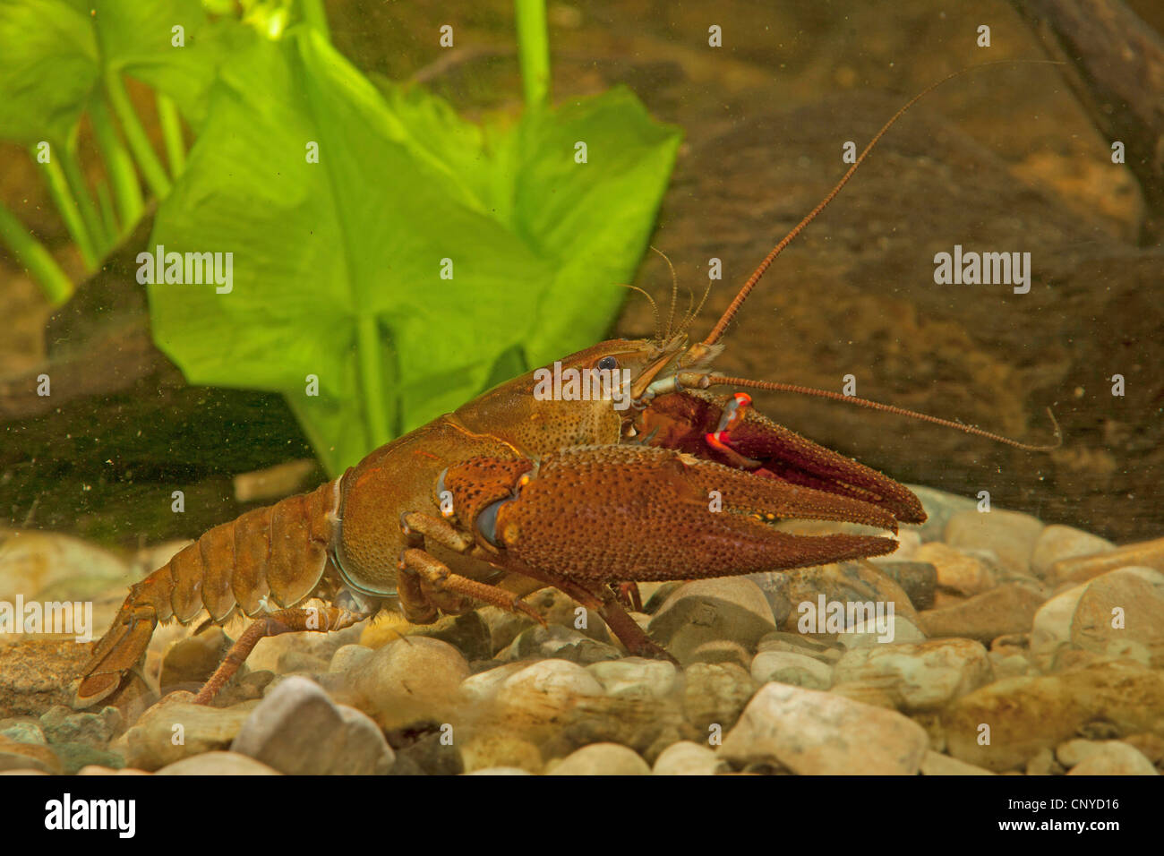 Nobile gamberi di fiume (Astacus astacus), maschio sulla massa di ghiaia Foto Stock