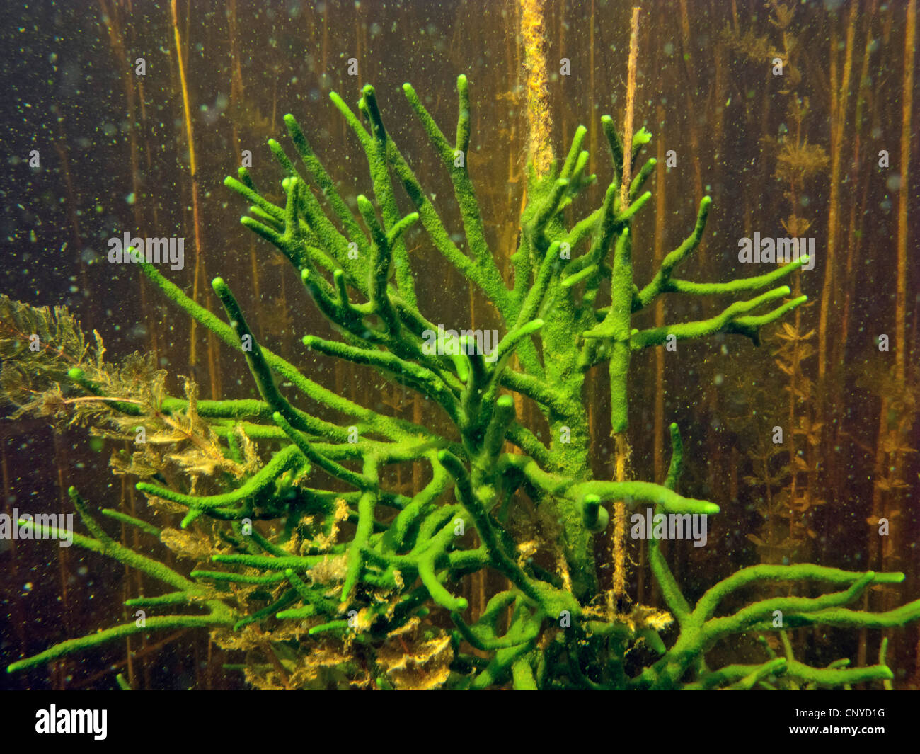 Spongilla lacustris (Spongilla lacustris), la sezione di un grande esemplare di più di 1 m di altezza, in Germania, in Baviera, Staffelsee Foto Stock