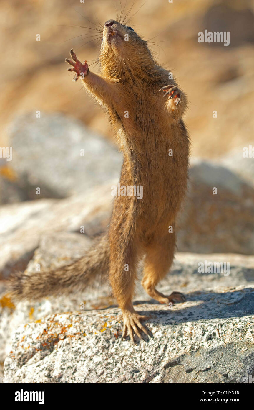 Lo scoiattolo in piedi sulle zampe posteriori su una roccia che si allunga, Stati Uniti, California Foto Stock