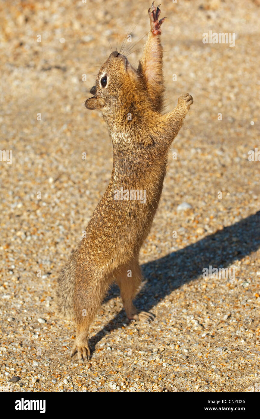 Lo scoiattolo in piedi sulle zampe posteriori sul terreno di ghiaia che si allunga, Stati Uniti, California Foto Stock