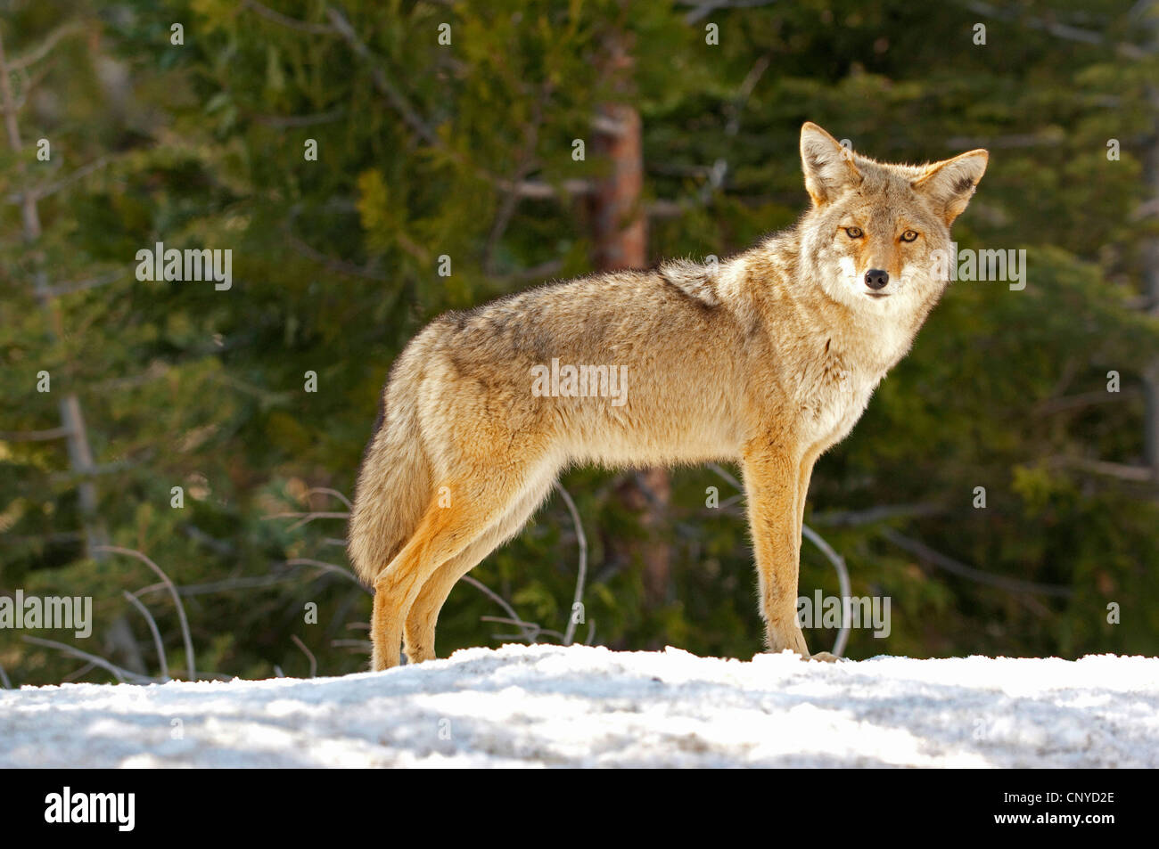 Coyote (Canis latrans), in piedi su un campo di neve in corrispondenza di un bordo della foresta, Stati Uniti, California, il Sequoia NP Foto Stock