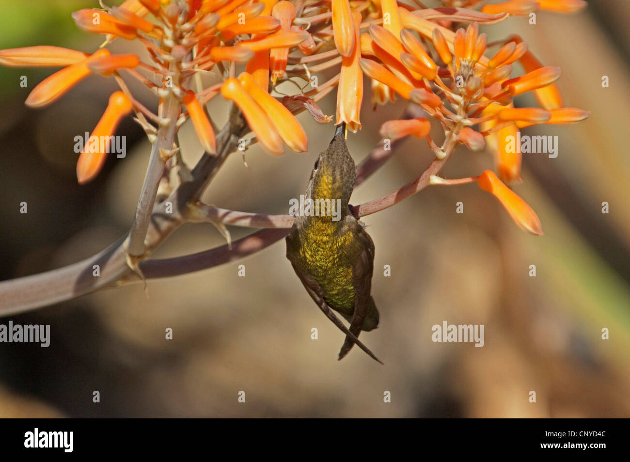 Hummingbird alimentando il nettare di un fiore, Stati Uniti, California Foto Stock