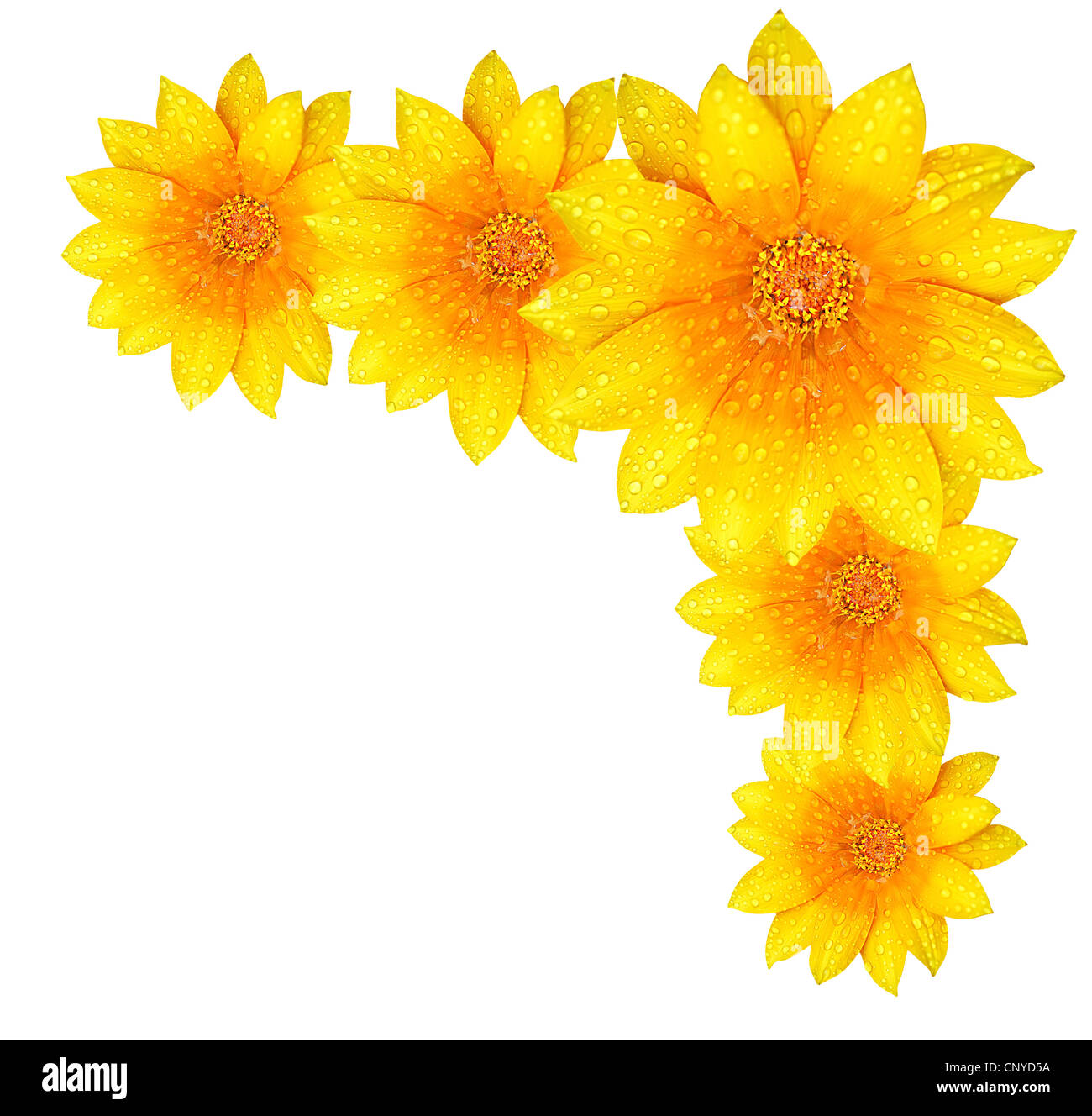 Freschi di fiori di colore giallo di frontiera, isolate su sfondo bianco Foto Stock