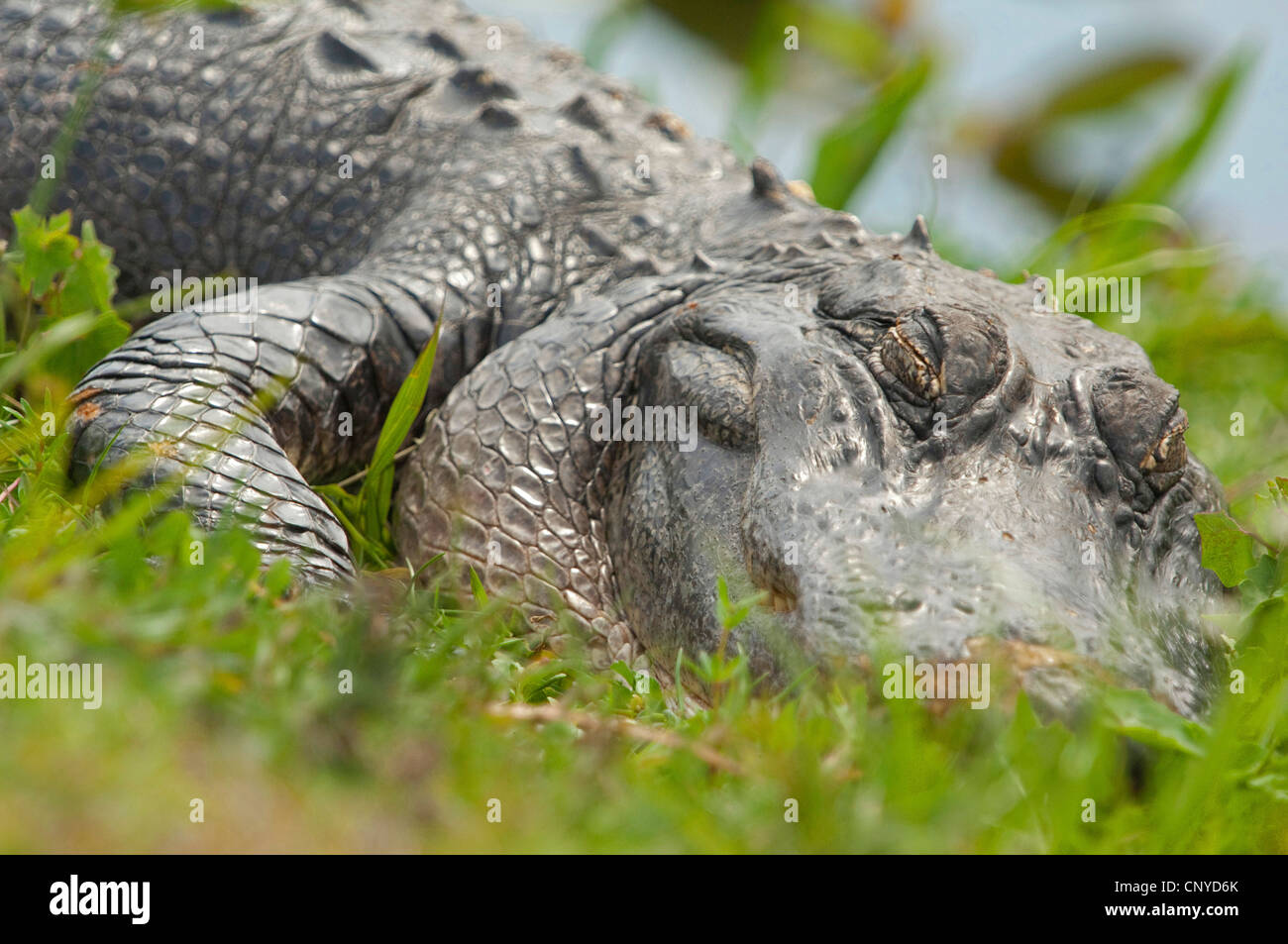 Il coccodrillo americano (Alligator mississippiensis), dormire, STATI UNITI D'AMERICA, Florida Everglades National Park Foto Stock