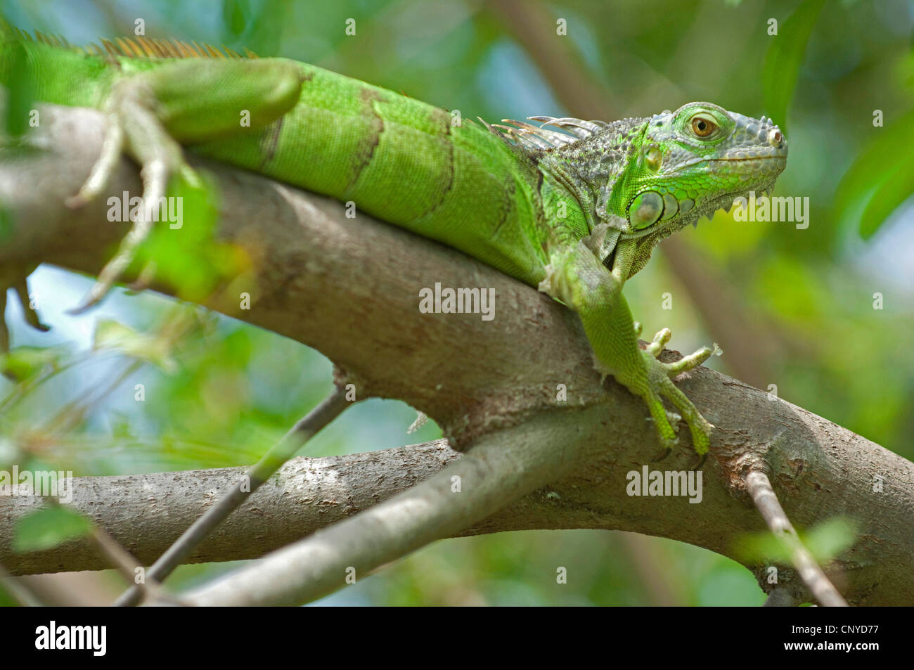 Iguana verde, comune (iguana Iguana iguana), iguana verde in appoggio su un albero, STATI UNITI D'AMERICA, Florida Foto Stock