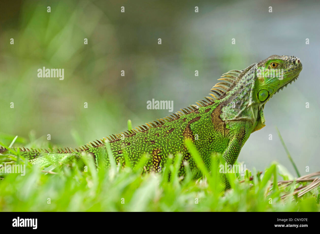 Iguana verde, comune (iguana Iguana iguana), iguana verde seduto in erba, STATI UNITI D'AMERICA, Florida Foto Stock