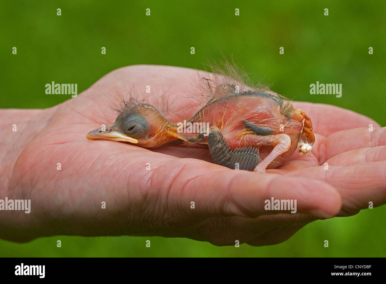 Merlo (Turdus merula), ancora calvo pollo orfani è giacente in una mano sleeping Foto Stock