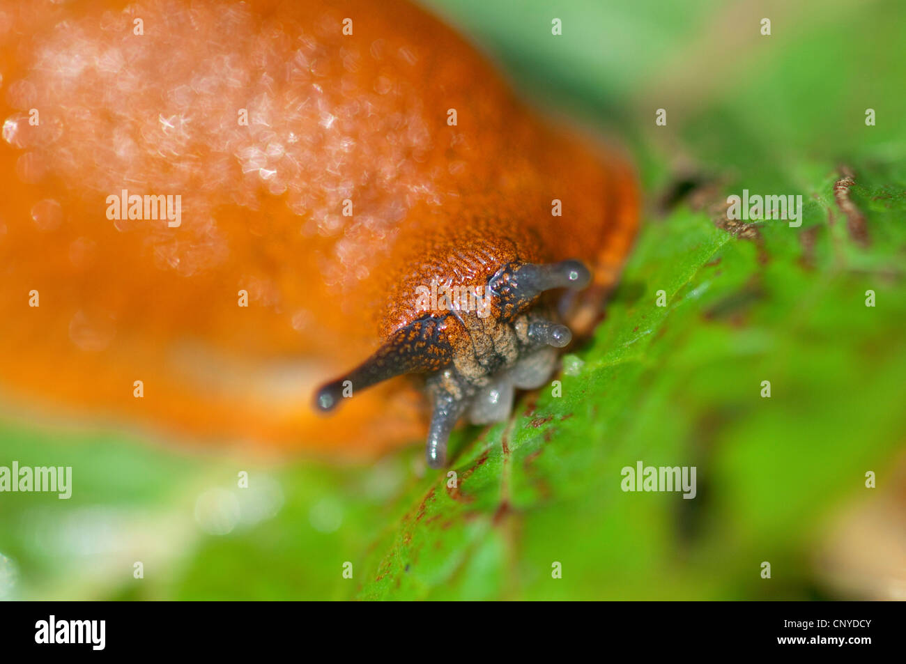 Rosso grande slug, maggiore red slug, cioccolato (Arion Arion rufus), rosso slug alimentazione su una foglia di insalata, in Germania, in Baviera Foto Stock