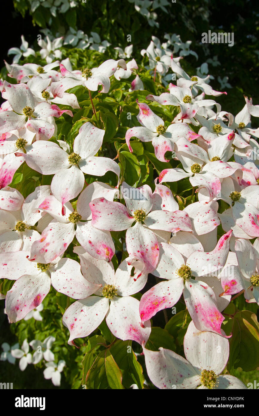 Kousa sanguinello, Giapponese Dogwwod (Cornus kousa), fioritura Foto Stock