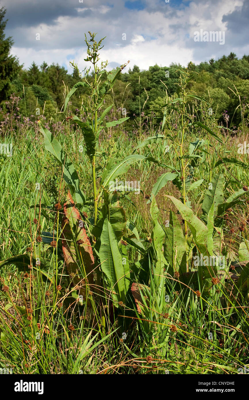 Grande bacino (Rumex hydrolapathum), crescendo sul lungomare, Germania Foto Stock