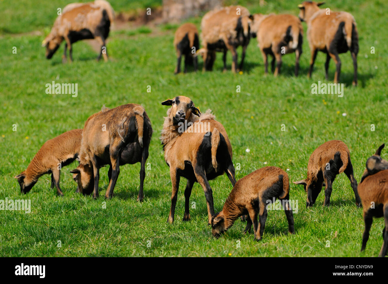 Il Camerun, Camerun pecore (Ovis ammon f. aries), Camerun le pecore e gli agnelli Foto Stock