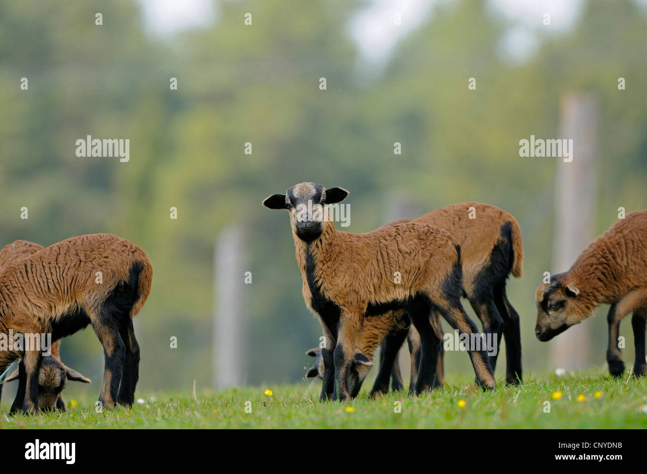 Il Camerun, Camerun pecore (Ovis ammon f. aries), agnelli Foto Stock