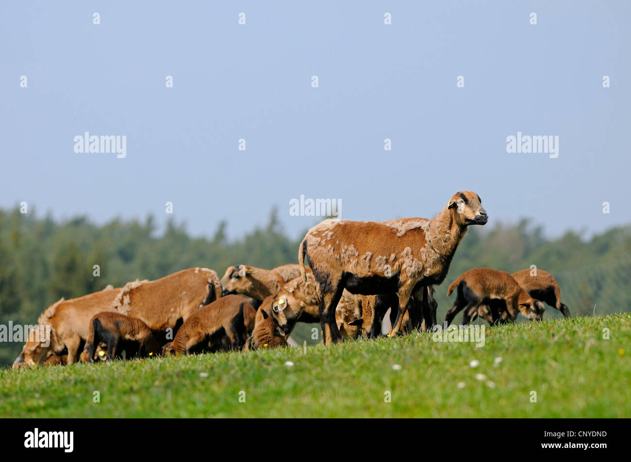 Il Camerun, Camerun pecore (Ovis ammon f. aries), Camerun le pecore e gli agnelli Foto Stock