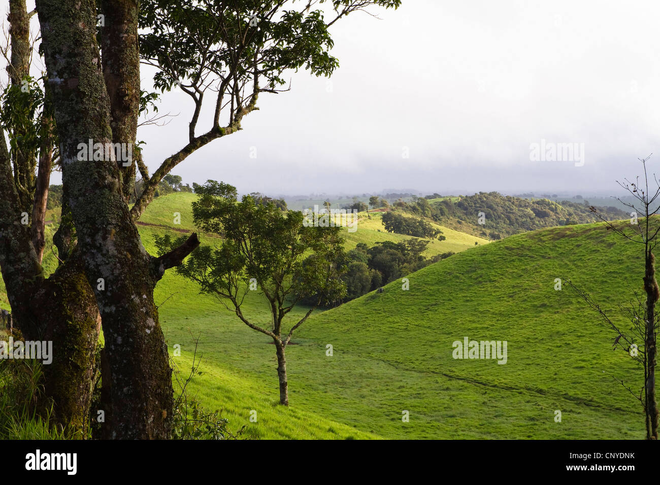 Le ondulate colline dell'altopiano di Atherton, Australia, Queensland, altopiano di Atherton Foto Stock