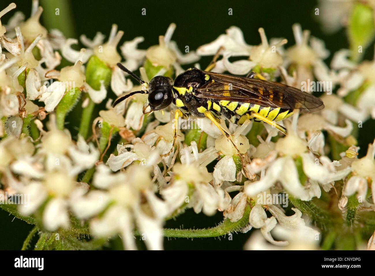 Sawfly (Thenthredo spec.), seduti su fiori bianchi Foto Stock