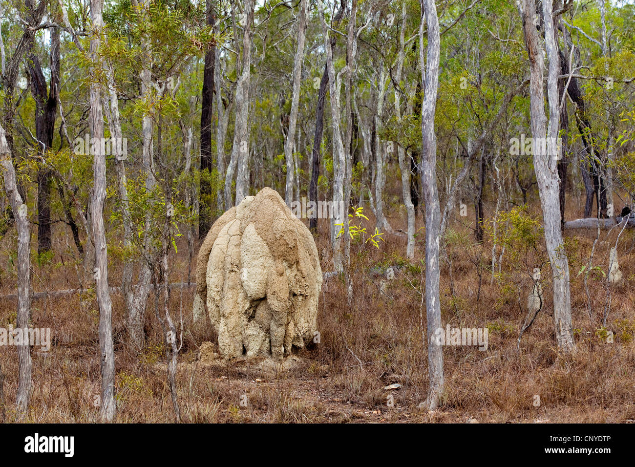 A bulbo tumulo termite in una foresta, Australia, Queensland del Queensland del Nord, Mareeba Aeroporto Foto Stock