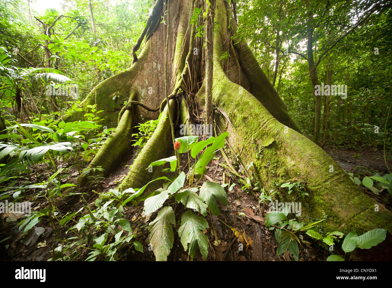Radici gigante di un albero nella foresta pluviale di Arenal Volcano National Park vicino La Fortuna, Costa Rica, America Centrale Foto Stock