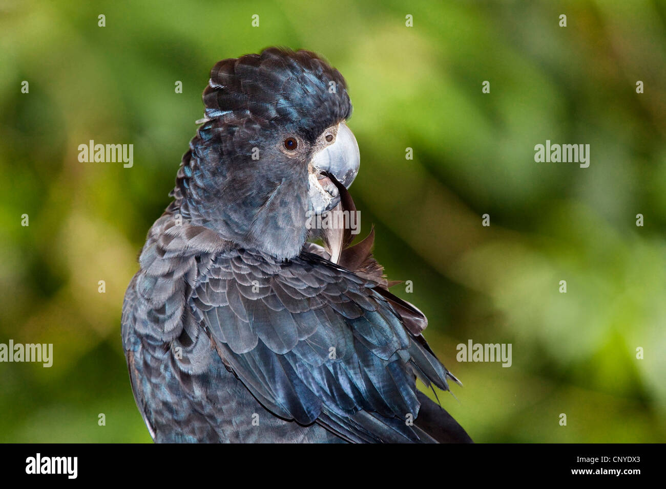 Red-tailed Black-Cockatoo (Calyptorhynchus banksii), maschio preening, Australia, Queensland Foto Stock