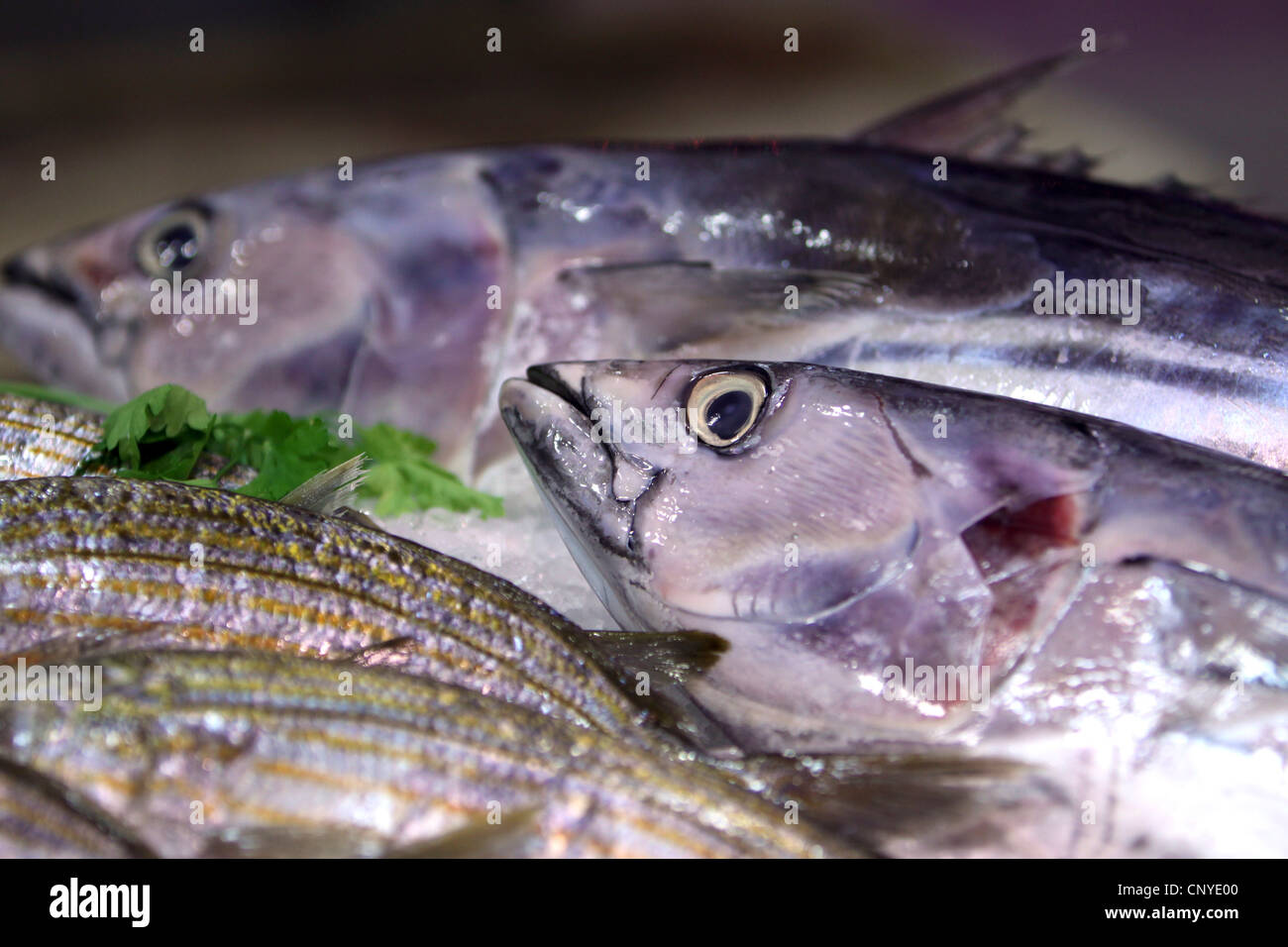 Il Tonnetto striato Palamita, stripe-panciuto bonito (Katsuwonus pelamis, Euthynnus pelamis), pesce appena pescato su ghiaccio, Isole Canarie, Tenerife, Santa Cruz Foto Stock
