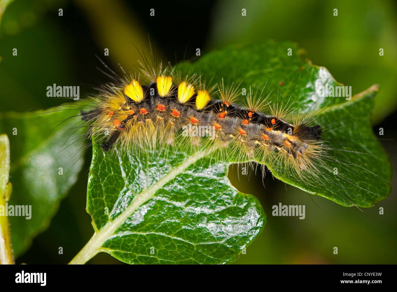 Vaporer tarma vaporer comune, rusty tussock moth (Orgyia antiqua, Orgyia recens), Caterpillar su una foglia, Germania Foto Stock