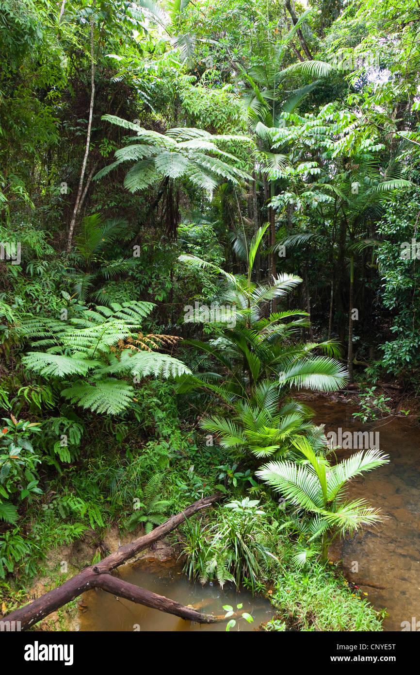 Treeferns (Cyathea spec.) nella foresta pluviale, Australia, Queensland, altopiano di Atherton Foto Stock