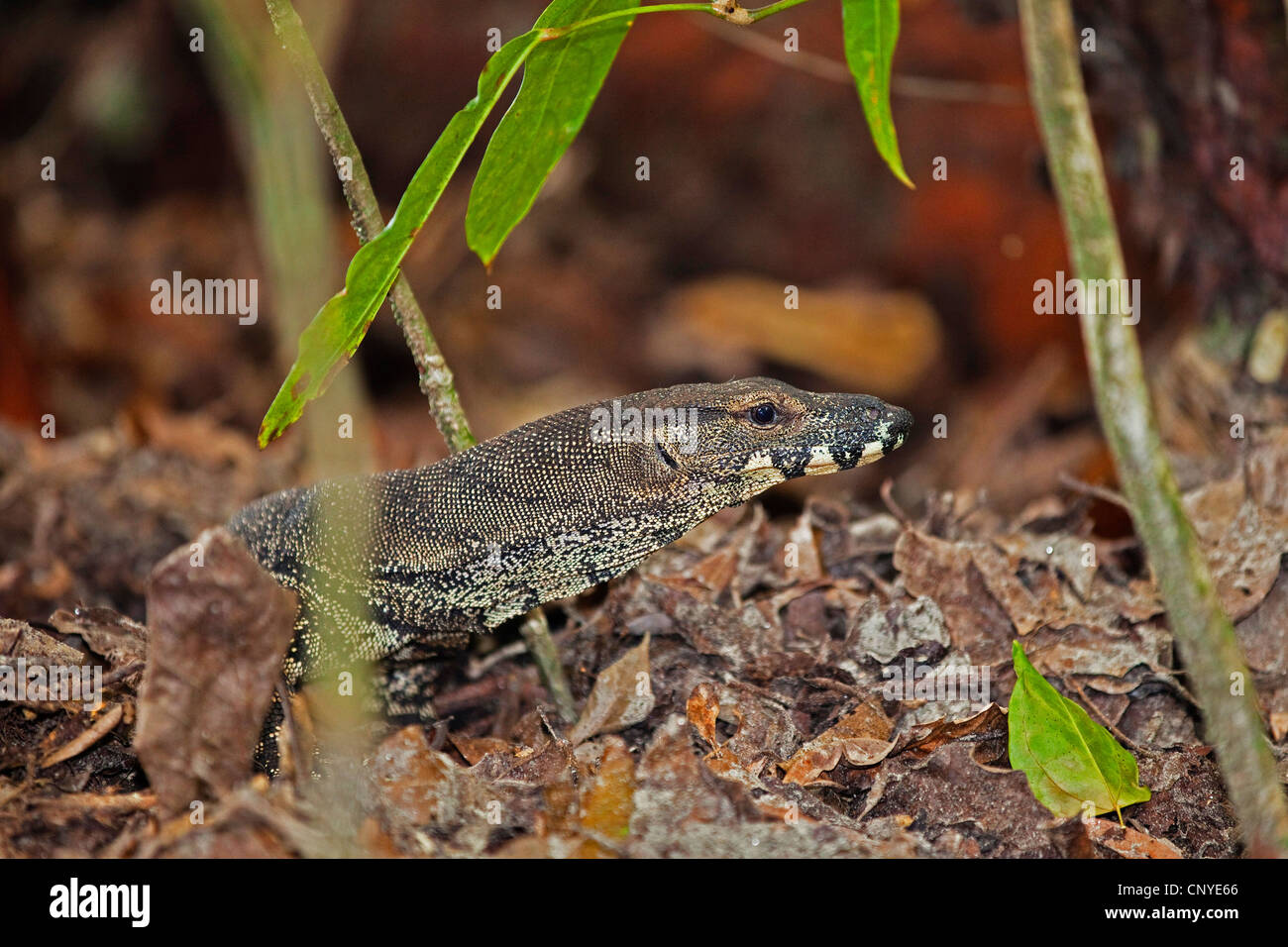 Monitor di pizzo, comune ad albero monitor (Varanus varius), ritratto, Australia, Queensland, Parco Nazionale Daintree Foto Stock