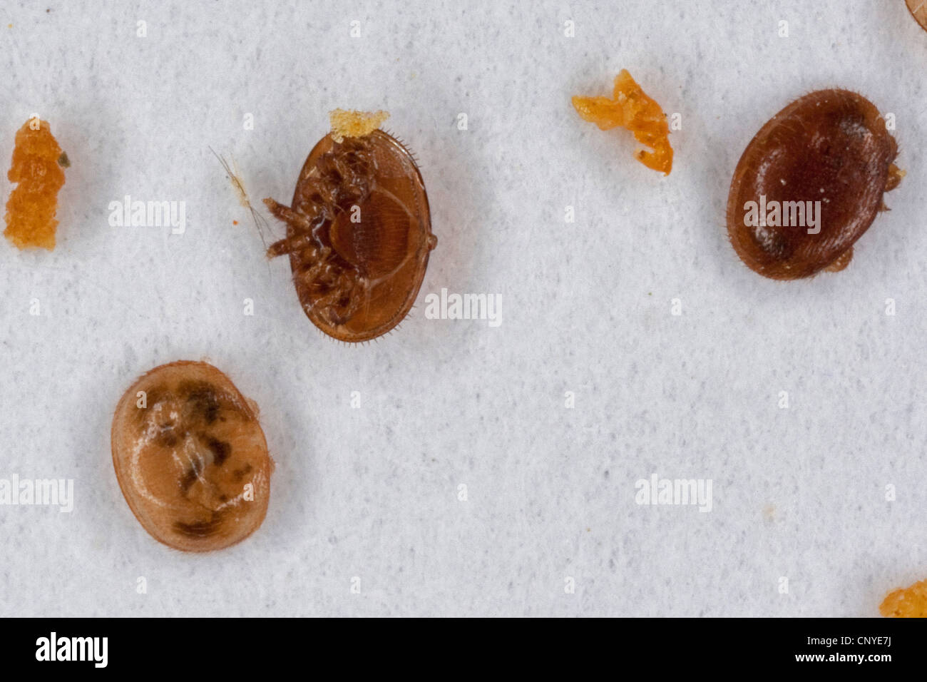 Acaro varroa (Varroa destructor, la lotta contro la Varroa jacobsoni), succhiare sangue parassita a Honey Bee Foto Stock