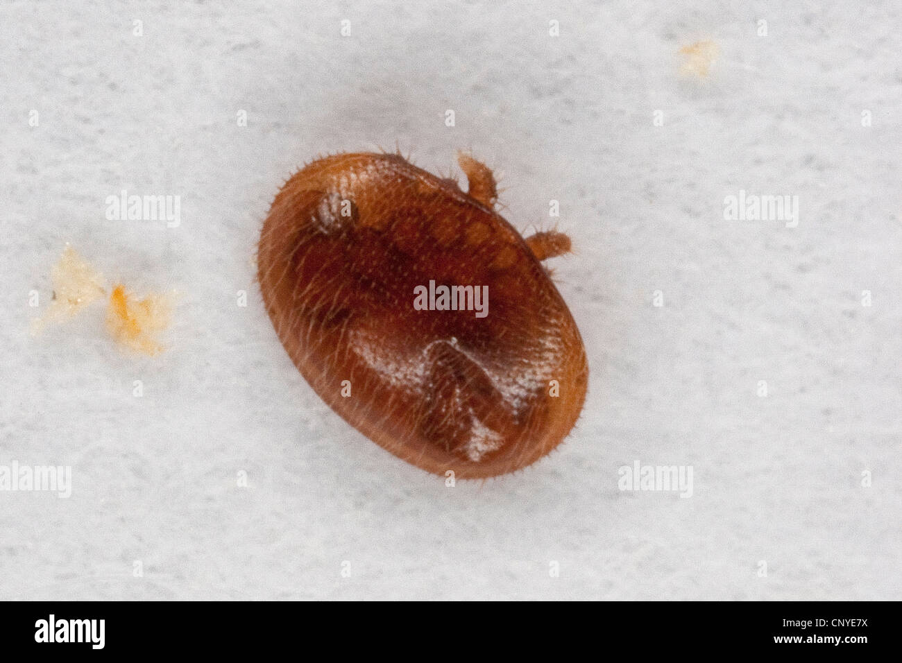 Acaro varroa (Varroa destructor, la lotta contro la Varroa jacobsoni), succhiare sangue parassita a Honey Bee Foto Stock