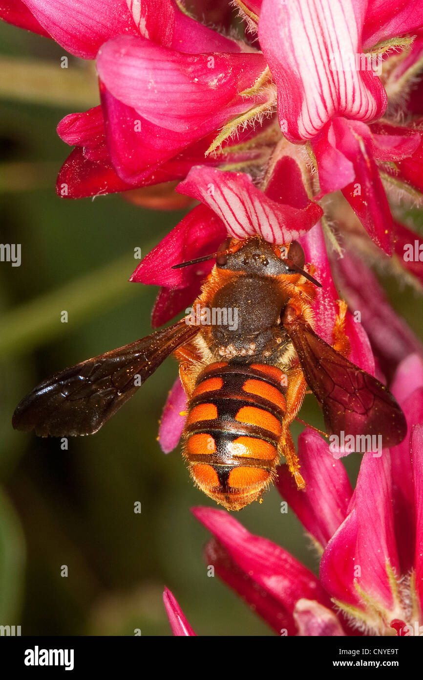 Piccolo anthid bee, carda lana (Rhodanthidium siculum, Anthidium siculum), la ricerca di nettare su un composito bianco, Italia, Sicilia Foto Stock