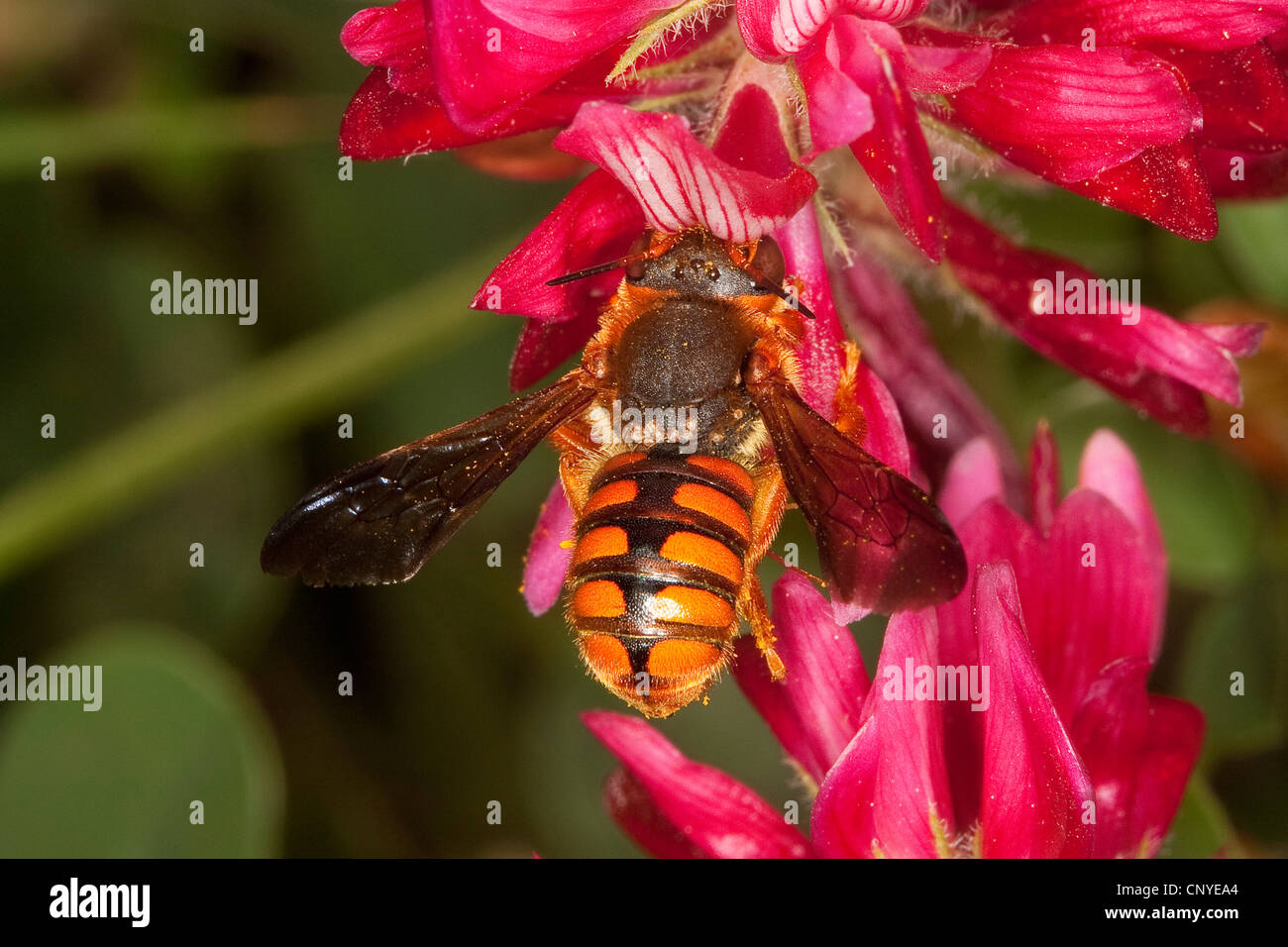 Piccolo anthid bee, carda lana (Rhodanthidium siculum, Anthidium siculum), la ricerca di nettare su un composito bianco, Italia, Sicilia Foto Stock