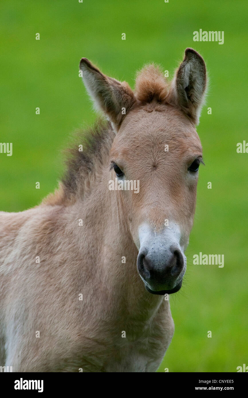 Cavallo di Przewalski (Equus przewalski), ritratto frontale di un puledro in un prato Foto Stock
