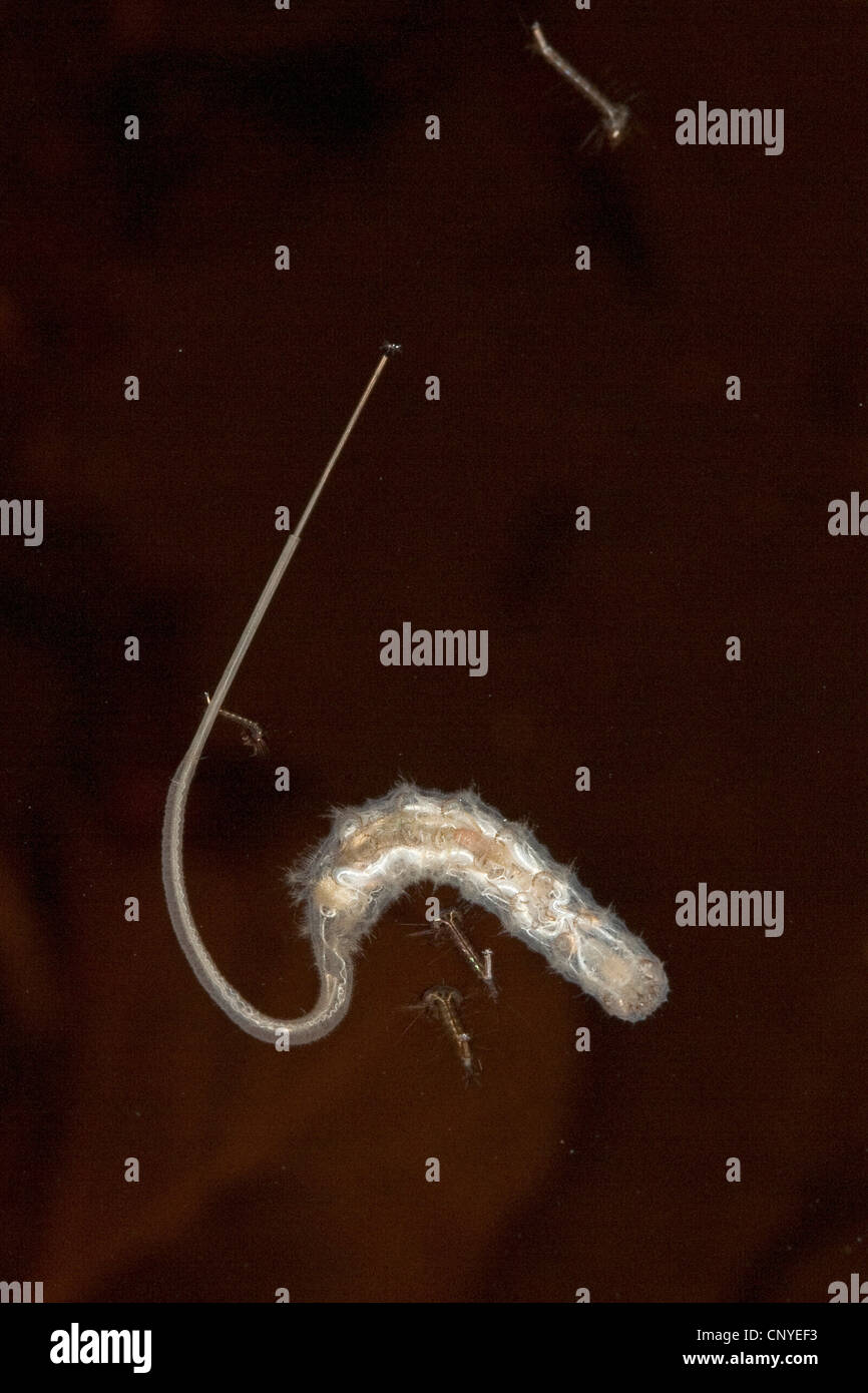 Drone fly, rattailed verme (Eristalis spec.), ratto-tailed verme con estensibile lungo il tubo di respirazione Foto Stock