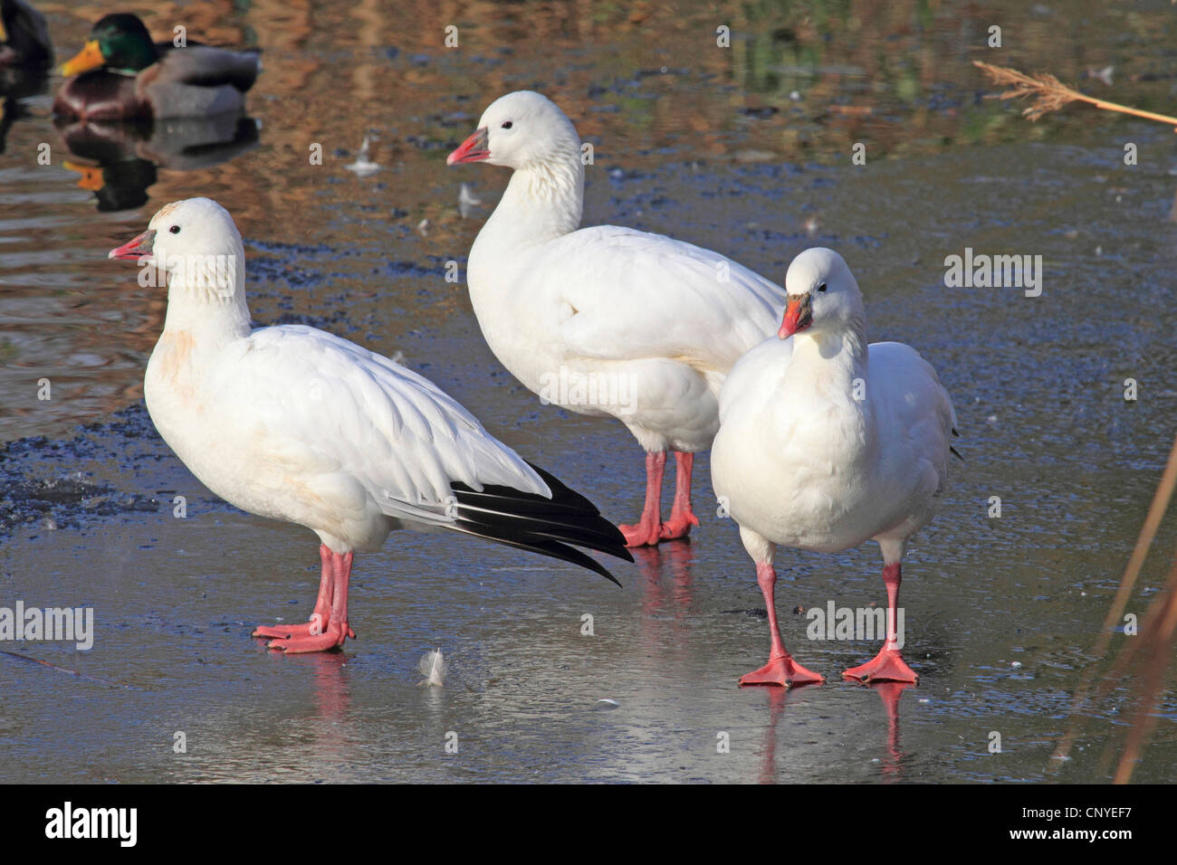 Ross di oca (Anser rossii, Chen rossii), tre uccelli in piedi in un mare di fango a riva Foto Stock