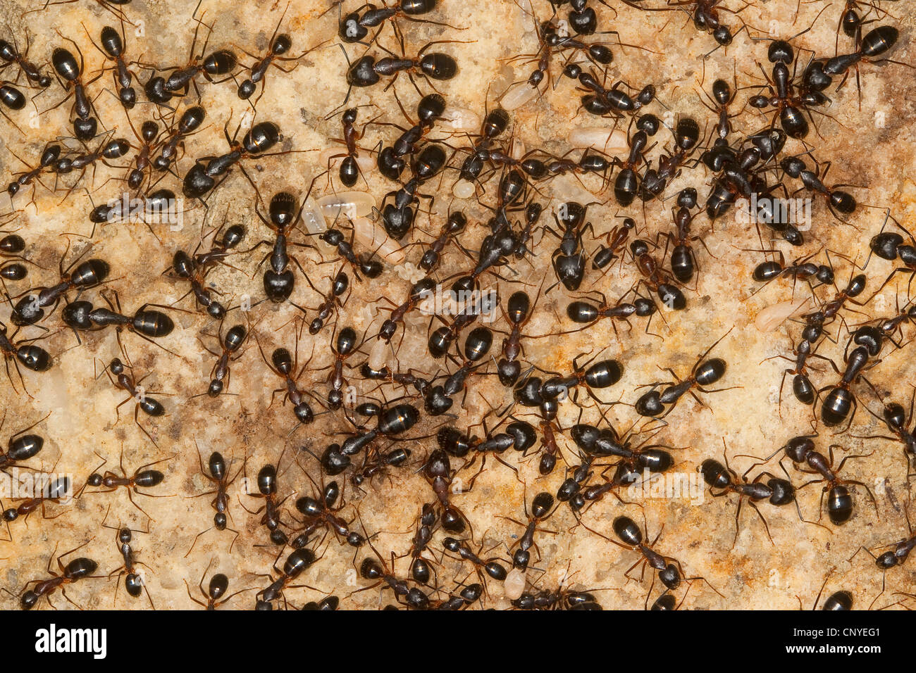 Carpenter formiche (Camponotus spec.), nel nido con pupas e larve, Italia, Sicilia Foto Stock
