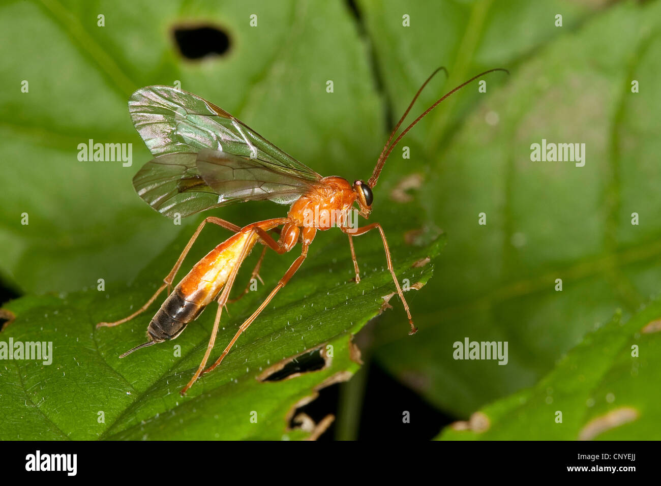 Orange caterpillar wasp parassita (Netelia spec.), seduta su una foglia Foto Stock